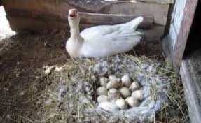 інкубаційне яйце гусей та індиків
