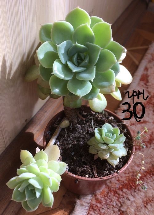 Цветы комнатные укорененные отростки: красула,молочай,педилантус