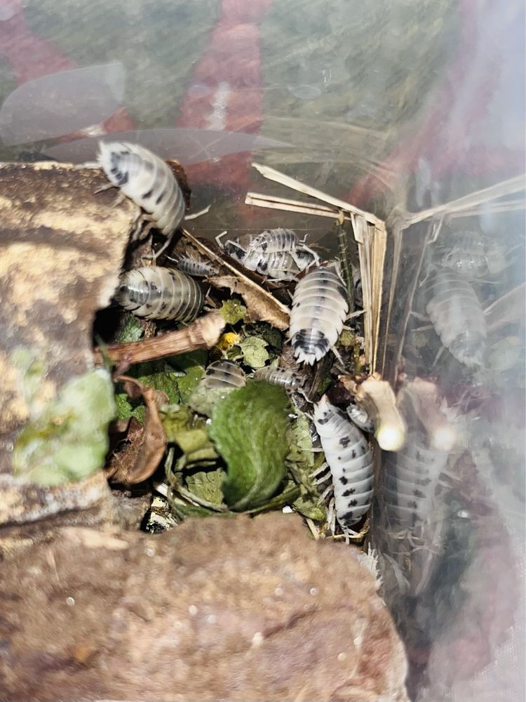 Prosionki izopody porcellio laevis Dairy Cow karmówka