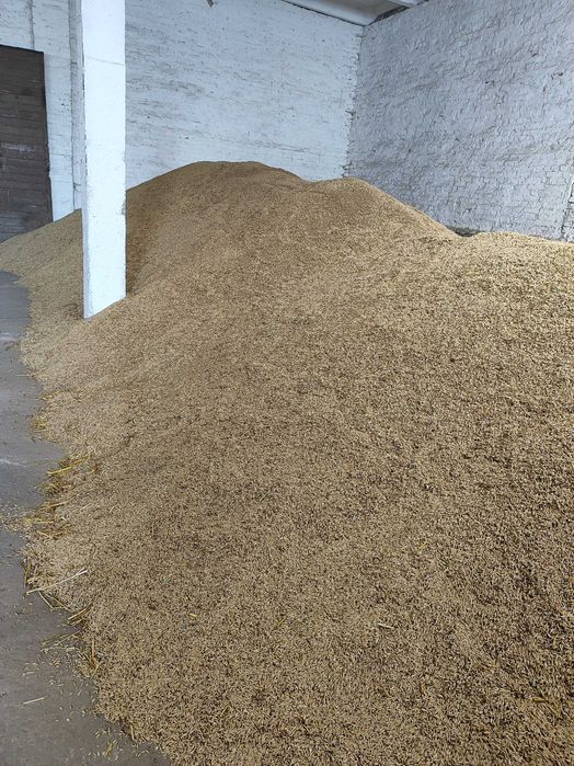 Овес врожай 2025