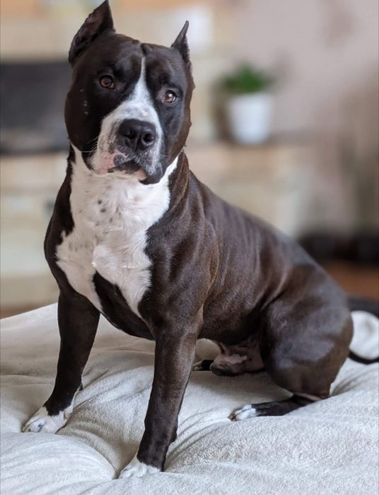 Амстафф для в'язки, розв'язанний, стафф, staff, amstaff