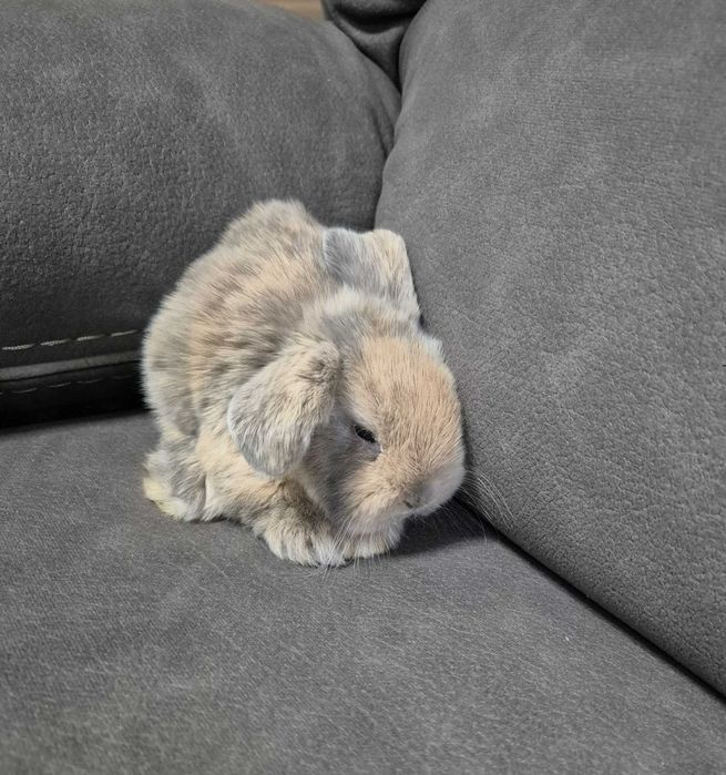 Mini Coelho Loop – Fêmeas Disponíveis