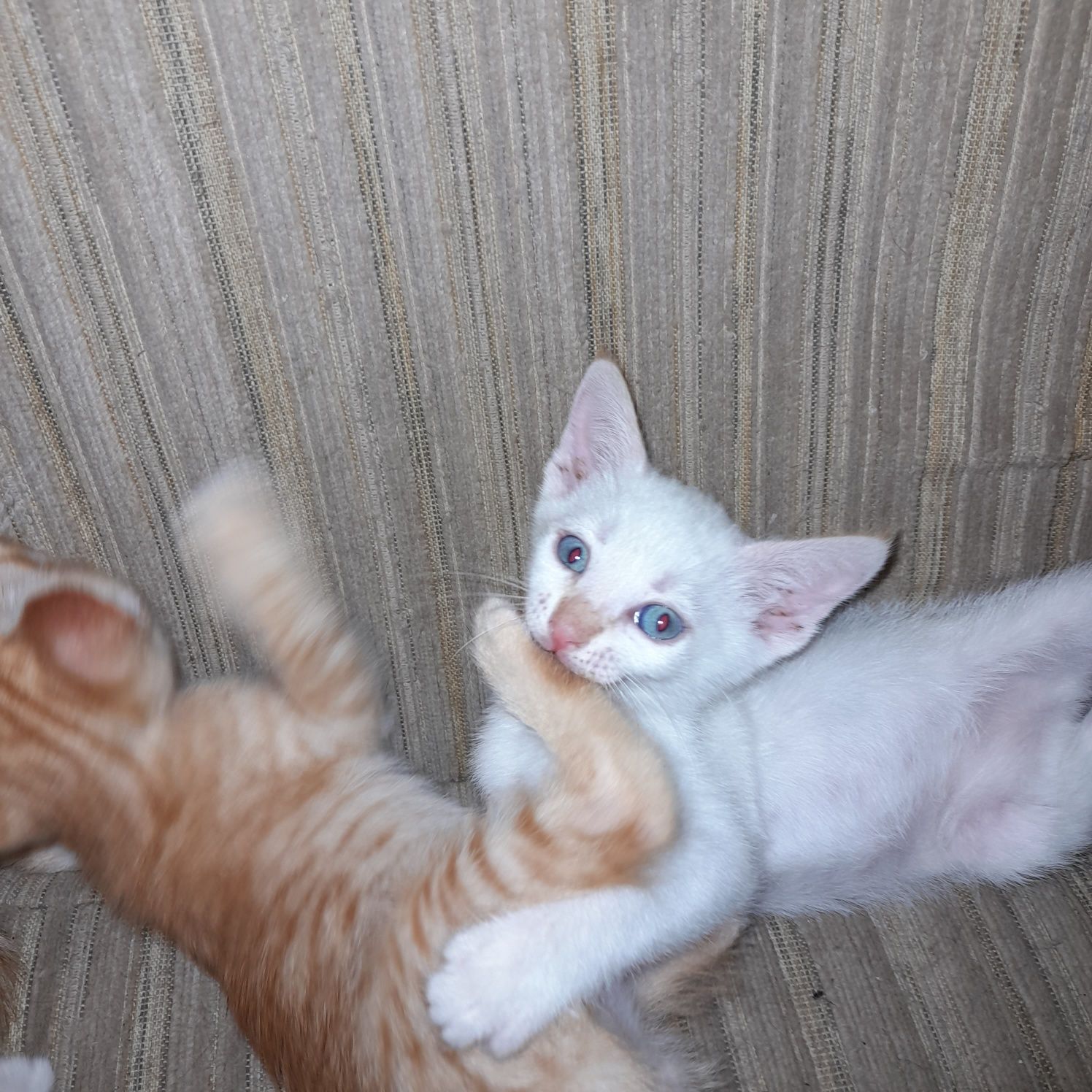Gatos para adoçao