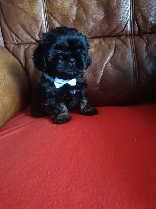 Piesek o cudownym umaszczeniu gotowy do odbioru