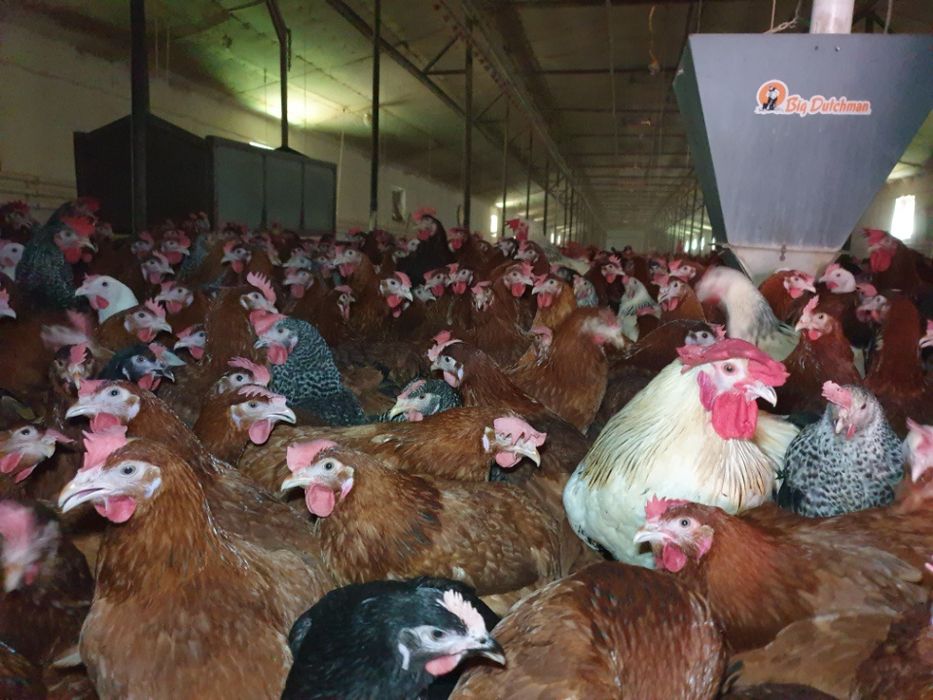 Nioski Leghorn 24 tygodnie z Wysyłką!