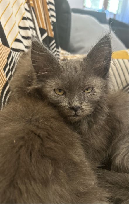 Kotka niebieska solid maine coon