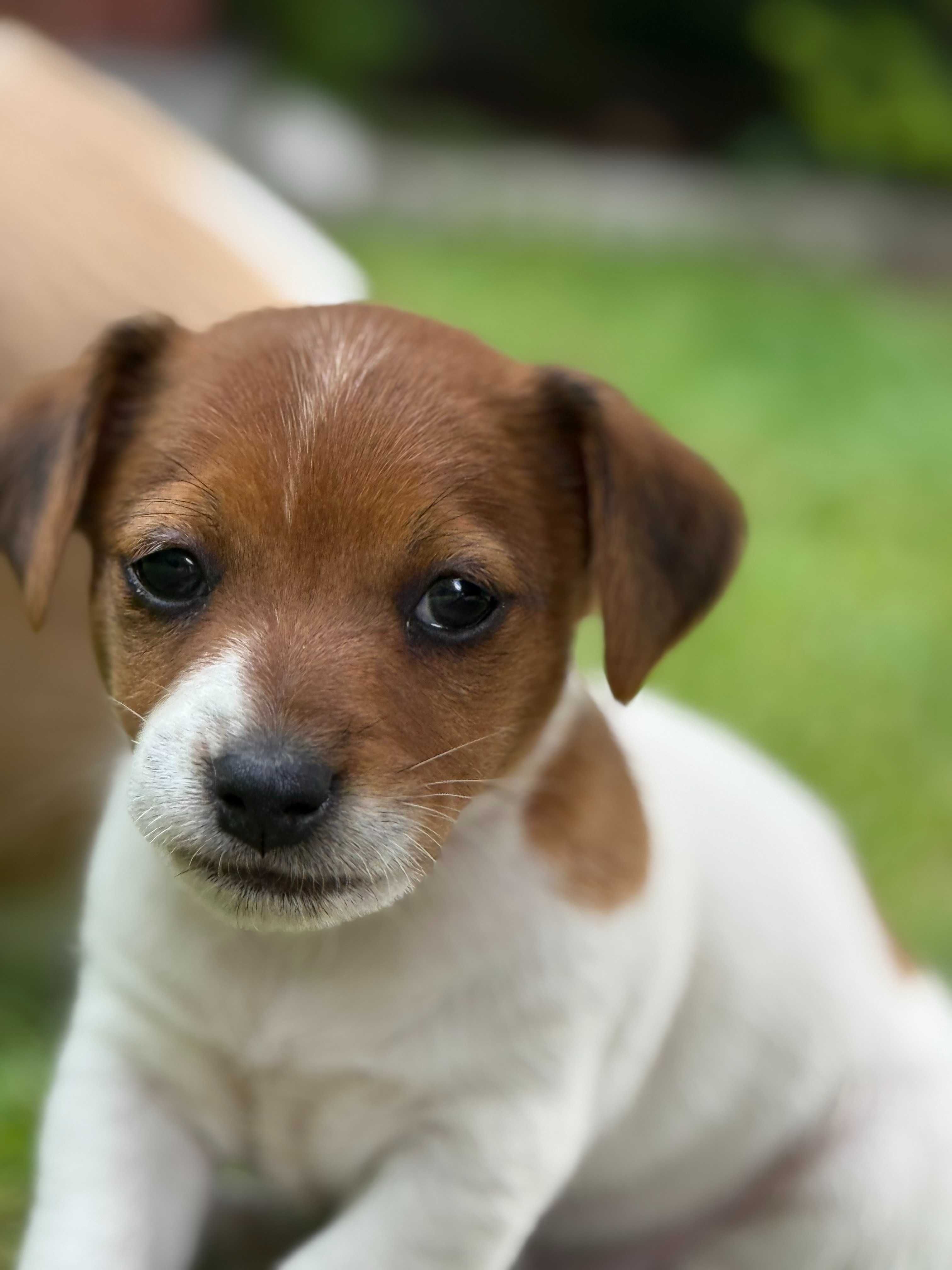 Jack Russell Terrier piękny piesek od #SMARTIE JACKS# male Jack