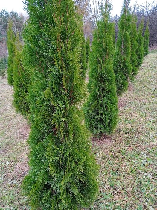 Sadzonki tuji cyprysów  cisów w doniczkach i z gruntu