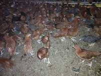 Kury nioski Duże ROSA V Leghorn Lohman Isa Brown Dominant Greenshell