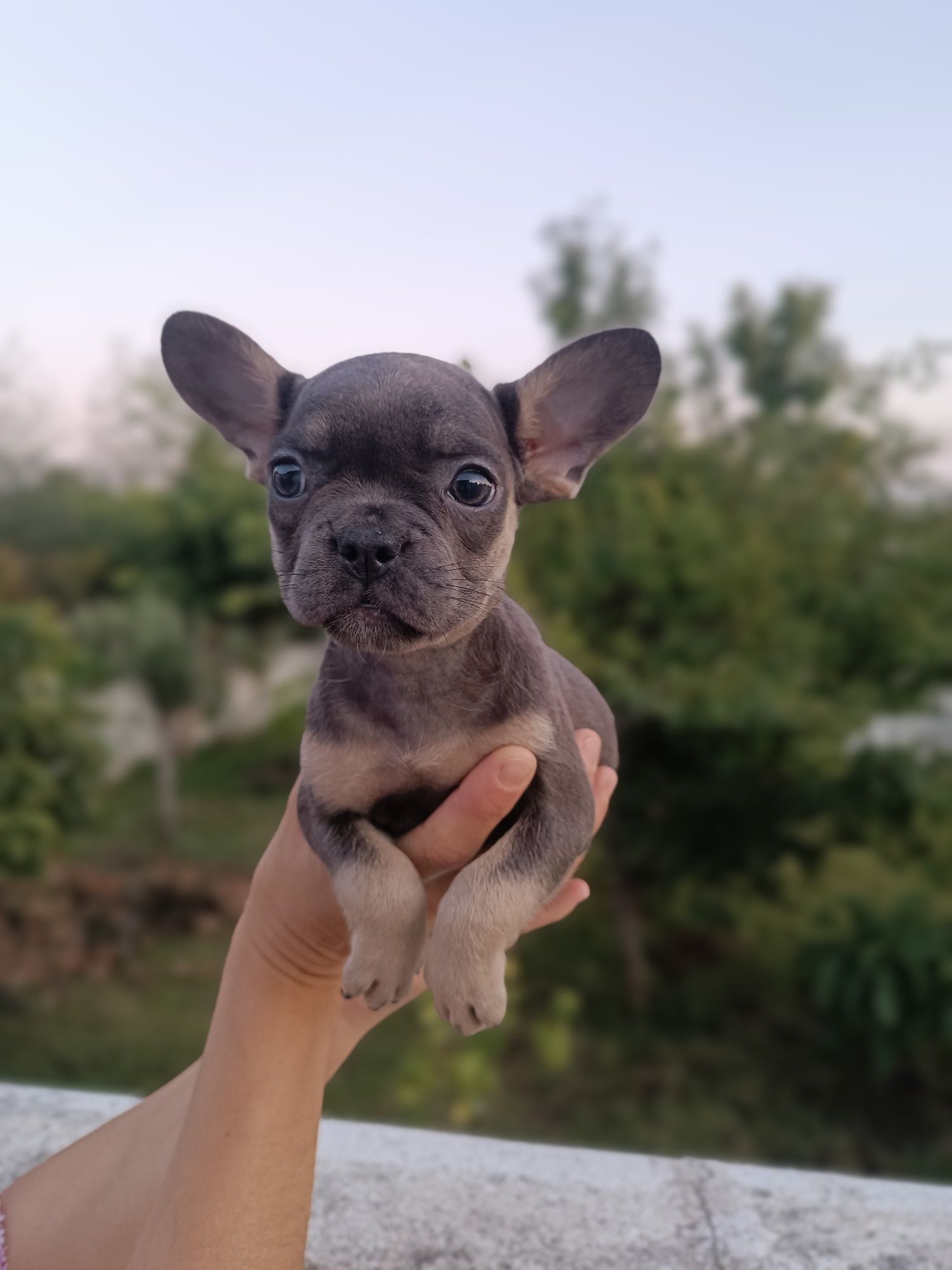 Bulldog francês exóticos