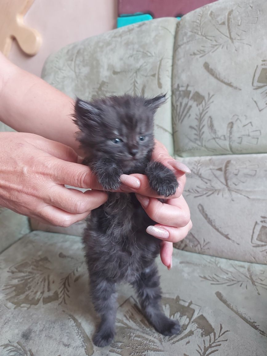 Віддам в добрі руки кошенят