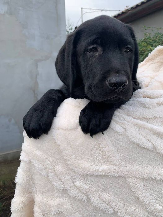 Щенки лабрадора ретривера черные