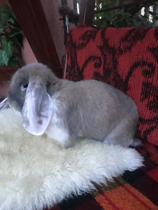 Французький баран — самка. Продам терміново!