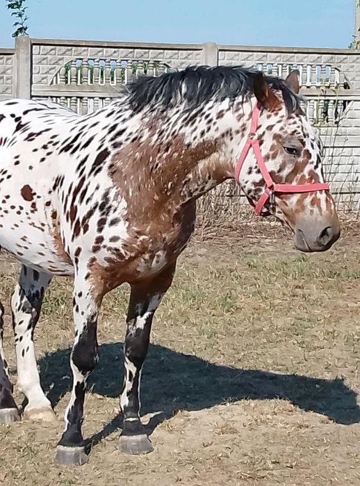 Sprzedam wałacha . .