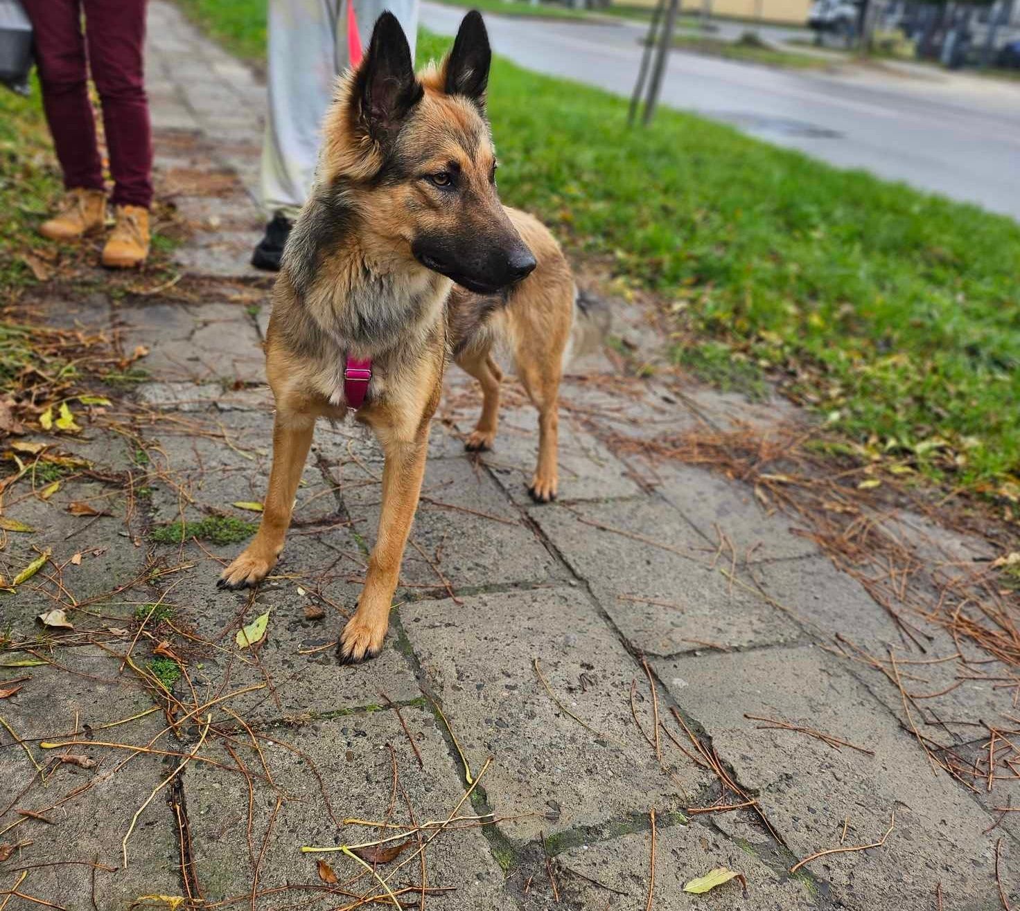 Piękna Luna, pozostawiona na pastwę losu przez swoją "rodzinę"