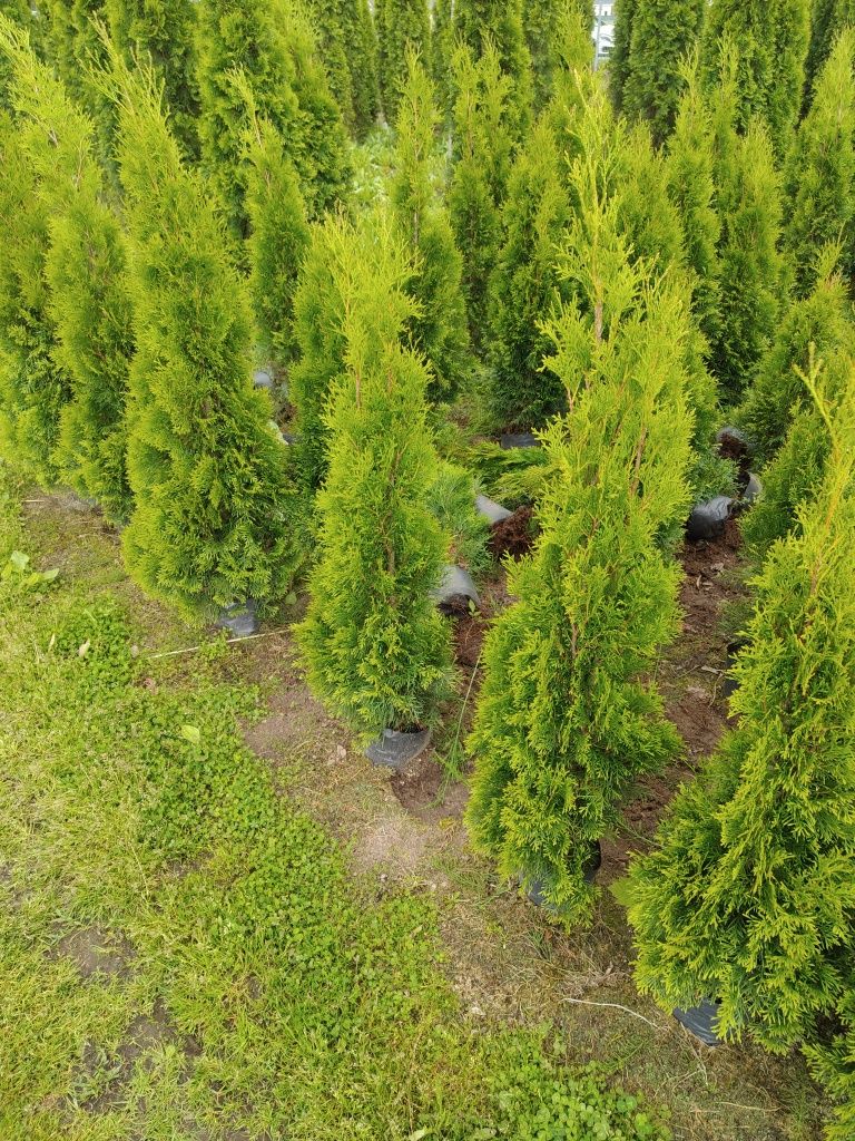 Tuja szmaragd ok 100 cm od górnej części doniczki