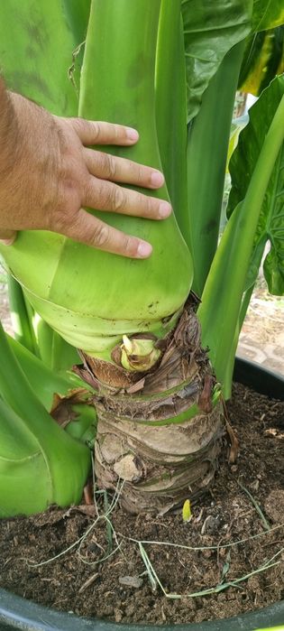 Bananowce basjoo  alokazja makroriza paradisiaca