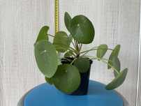 Pilea, pieniążek, kwiat zielony, doniczkowy