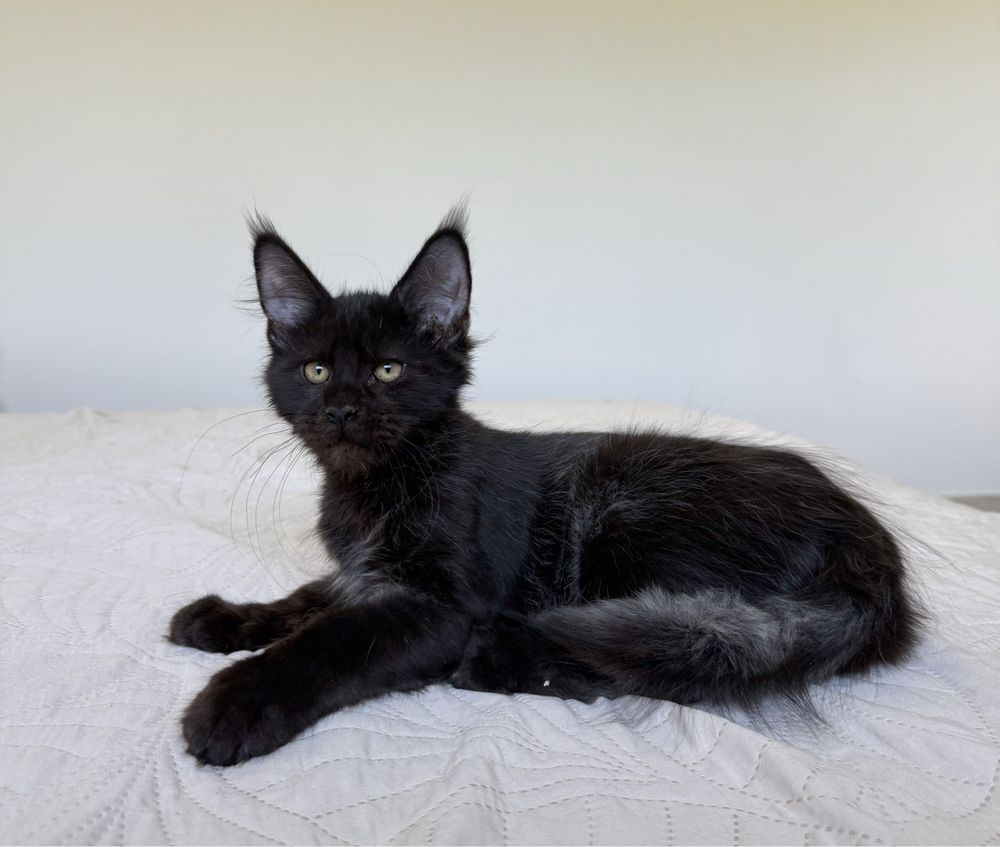 Czarny kocurek Maine Coon