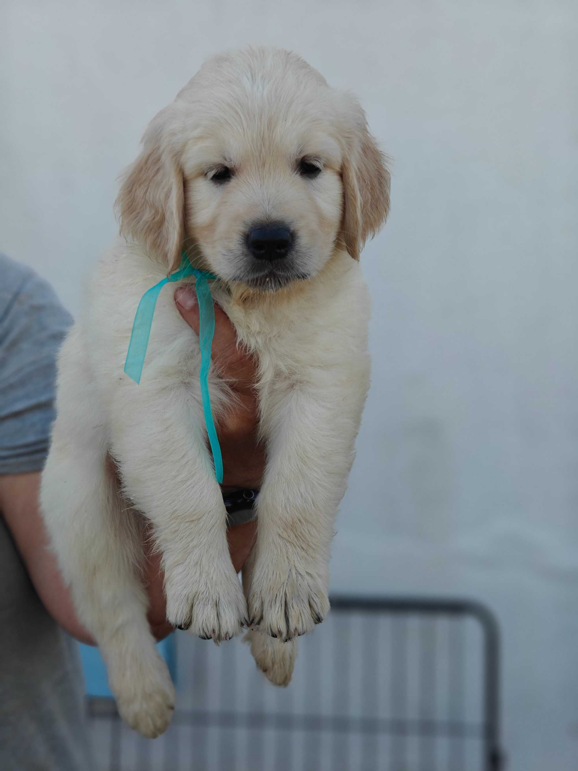 Golden Retriever macho - Contrato, Garantia, LOP e Despistes Genéticos