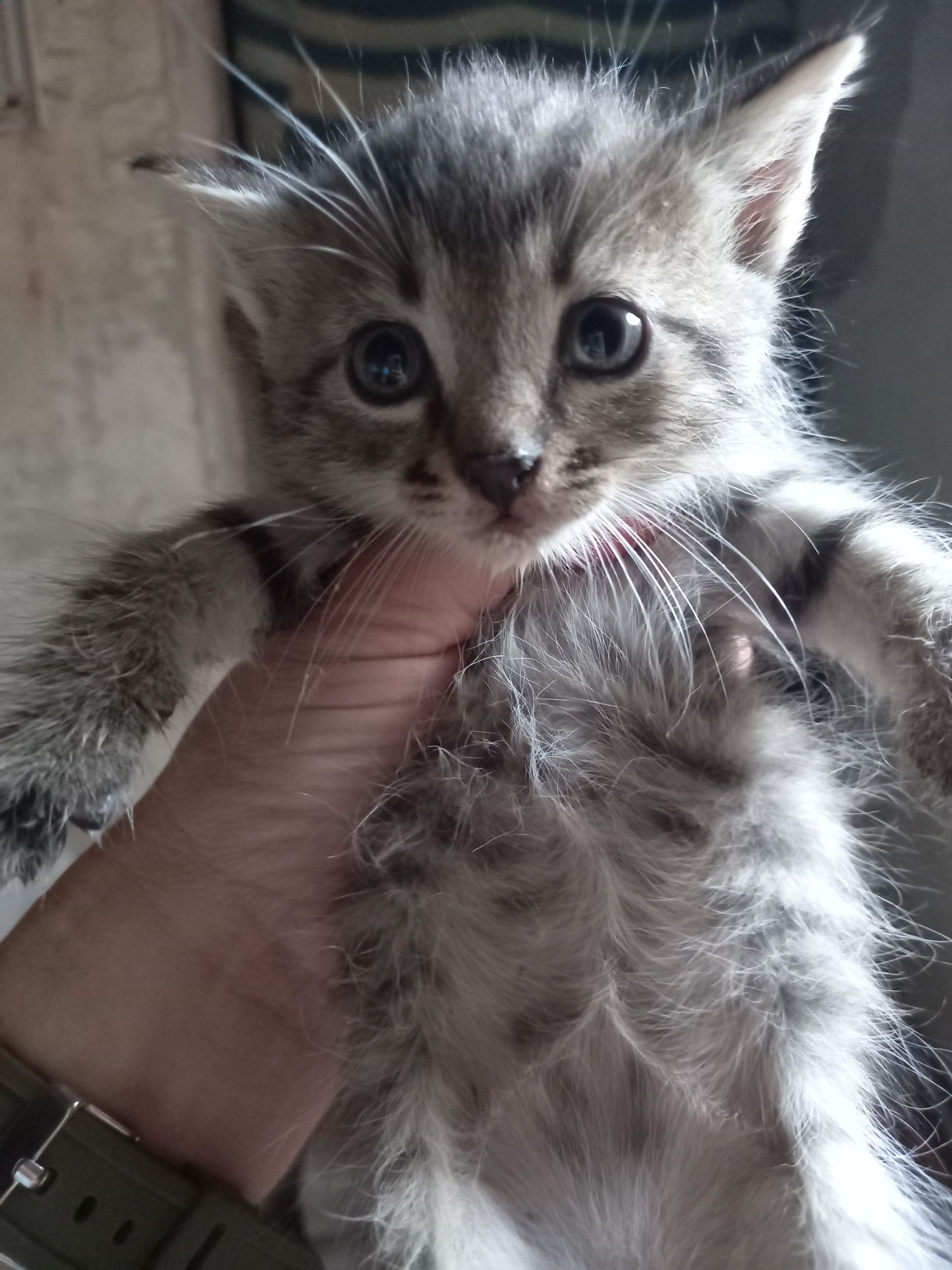 В добрі ручки кошенята
