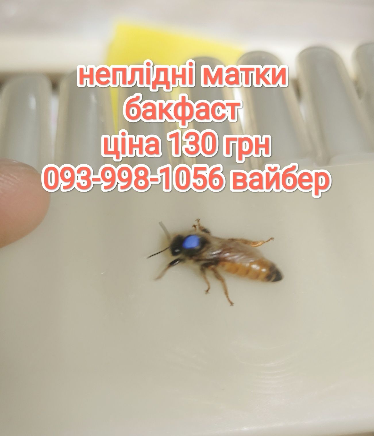 плідні матки , бакфаст , бджоли , неплідні , пакети