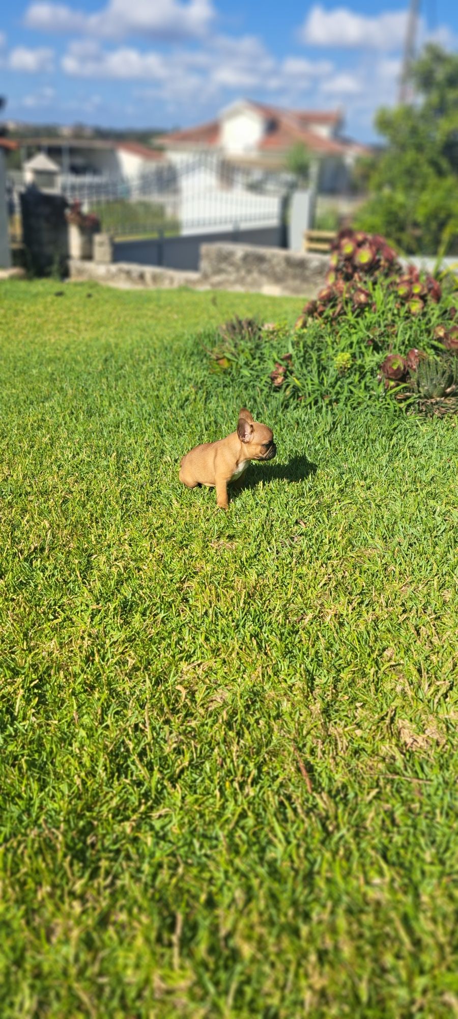 Buldogue francês macho red fawn