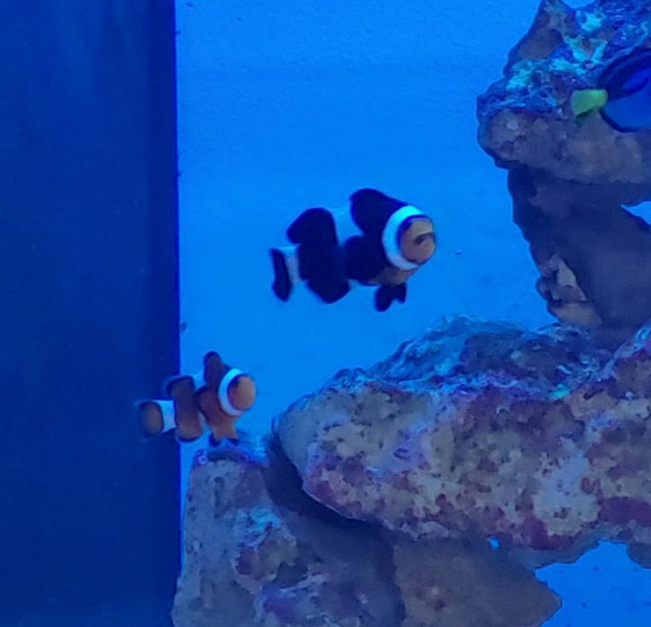 Amphiprion ocelaris Błazenek parka