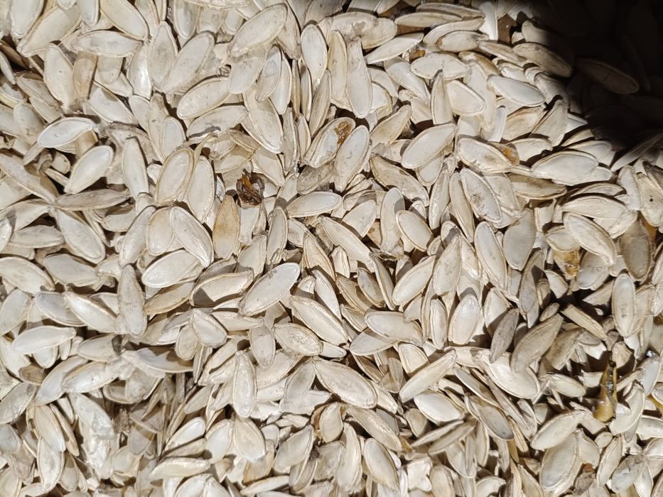 Насіння кабакове