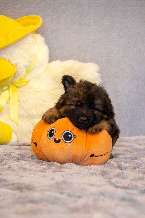 Szczeniak owczarek niemiecki długowłosy - odbiór listopad