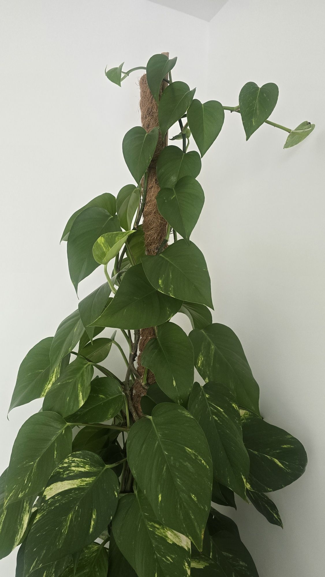 Kwiat epipremnum wysoki ok.180-190 cm z doniczka