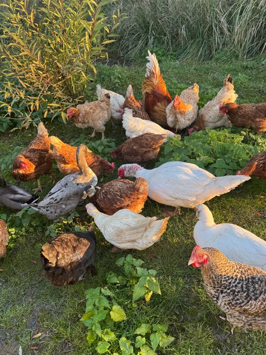 Jajka z wolnego wybiegu