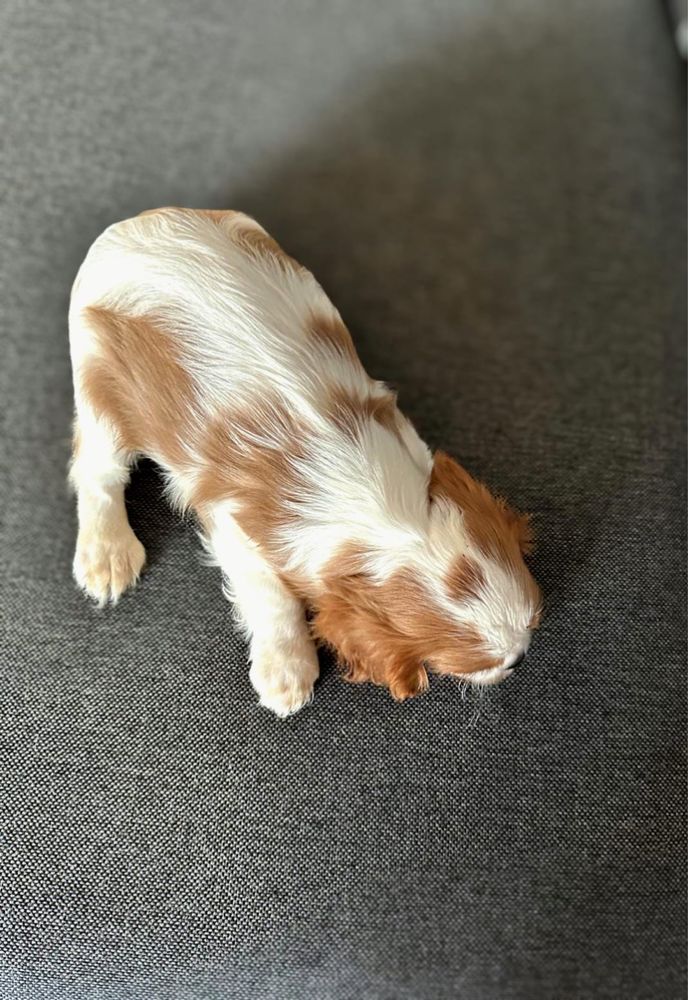 Cudowna suczka rasy cavalier
