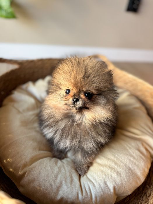 Xxxs pomeranian chlopiec
