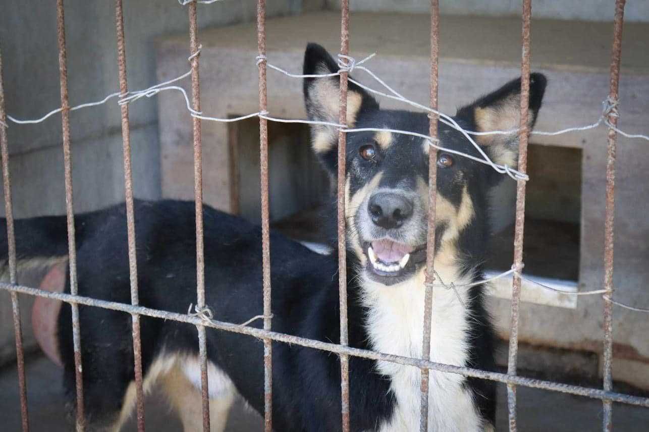 ZAMKNIĘCIE SCHRONISKA - pilna adopcja - ASTRO - czas do 30.11.23