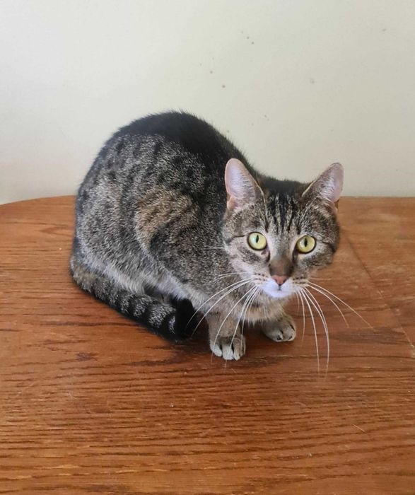 Leja koteczka do adopcji