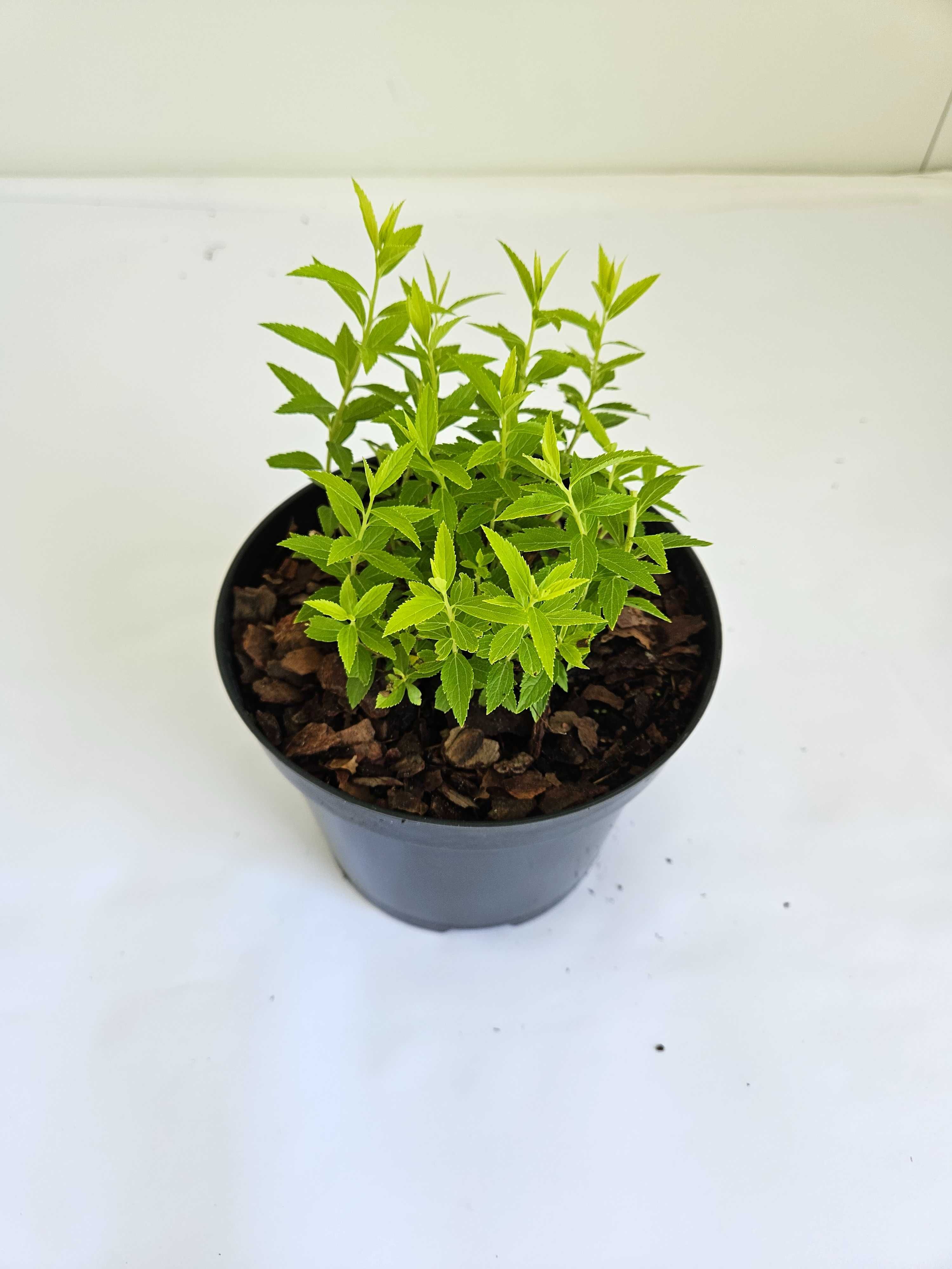 Tawuła japońska 'Albiflora' (Spiraea japonica 'Albiflora')