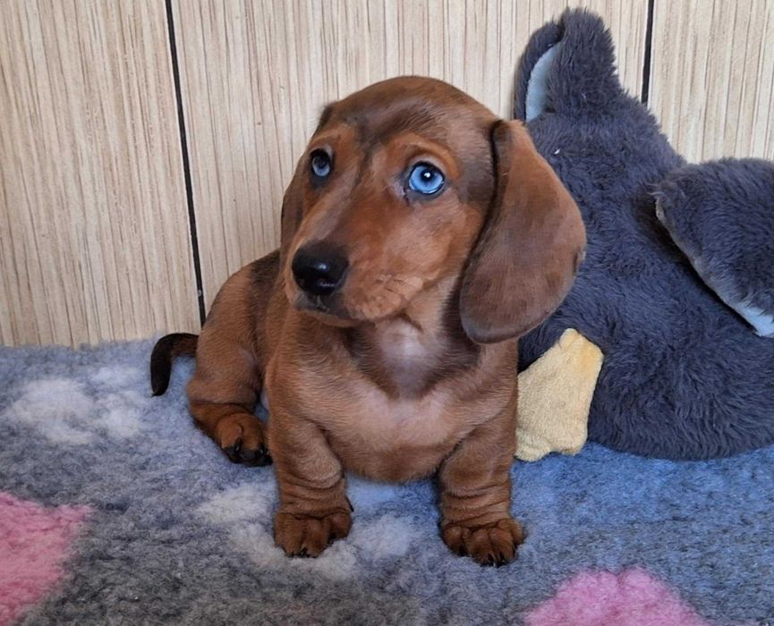 Jamnik krótkowłosy miniaturowy/króliczy marmurkowy ZKwP FCI