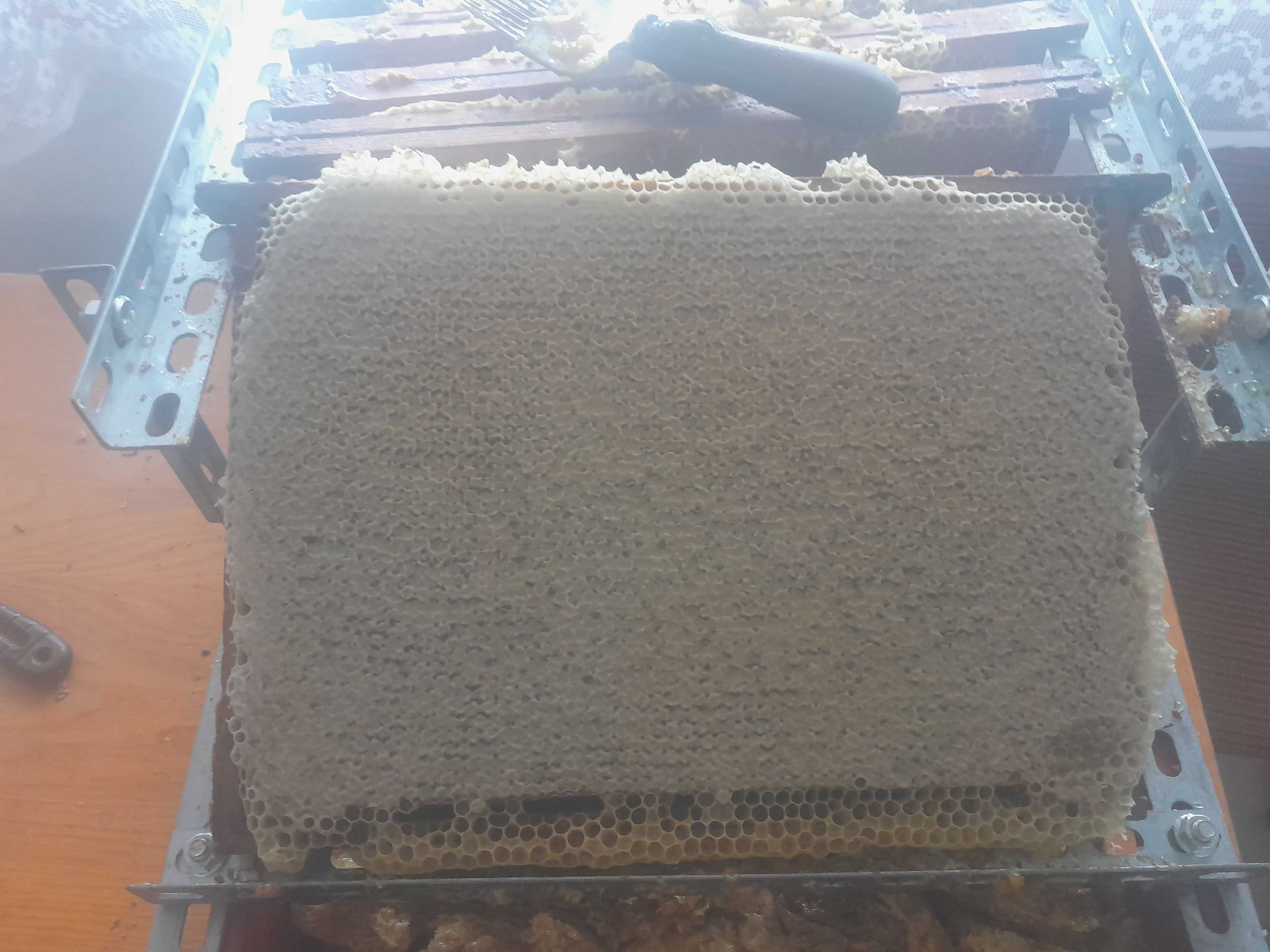 Odkłady pszczele