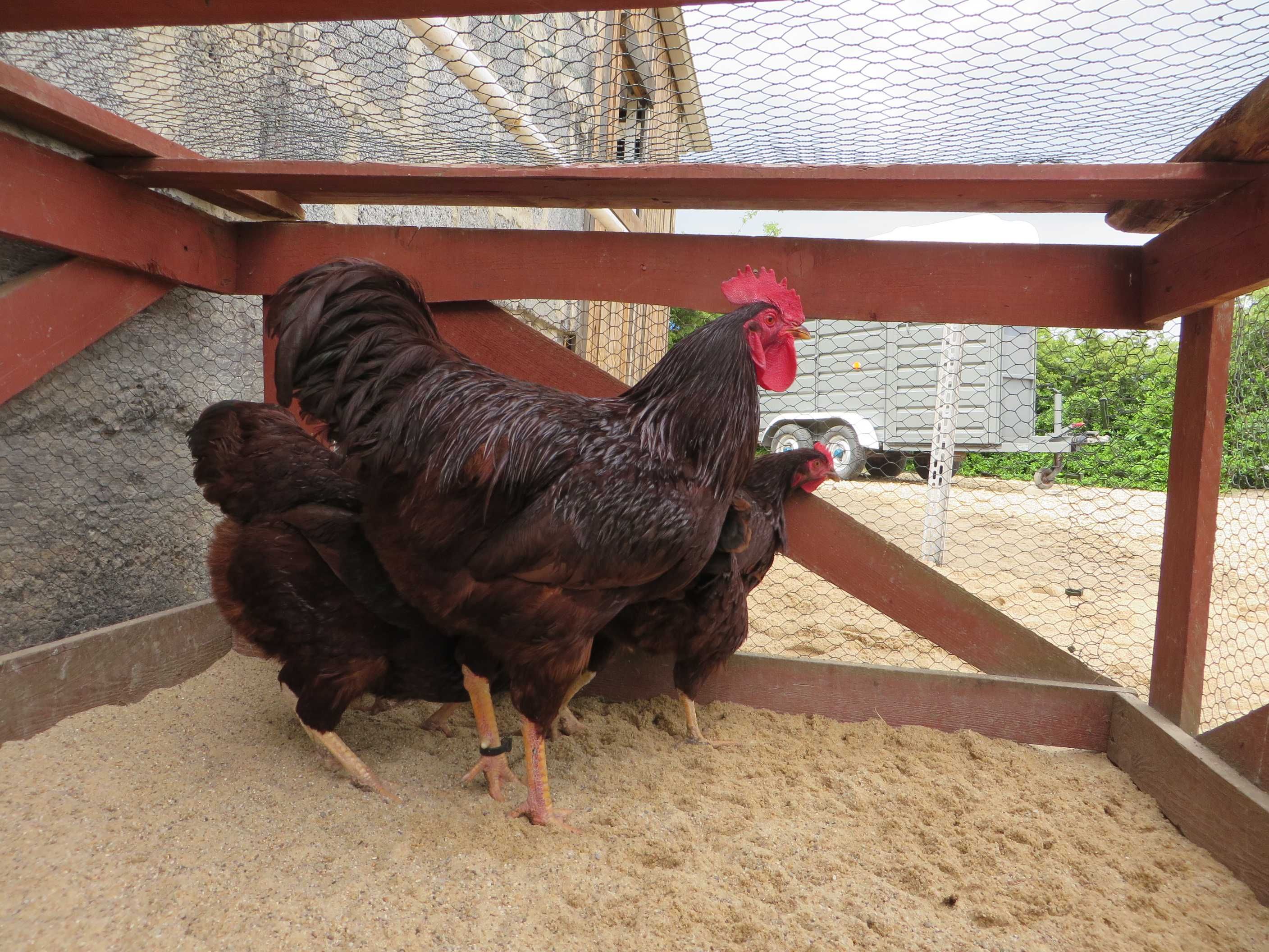 Rhode Island Red/Karmazyn - jaja lęgowe