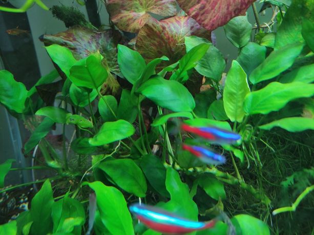 Anubias piękna i łatwa w uprawie roślina do akwarium