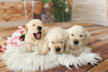 * Już przyszły na świat * Golden Retriever ZKwP/FCI *
