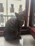 Kotek do adopcji