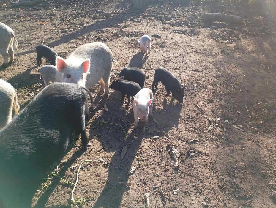 Свині, поросята в'єтнамські, в'єтнамки