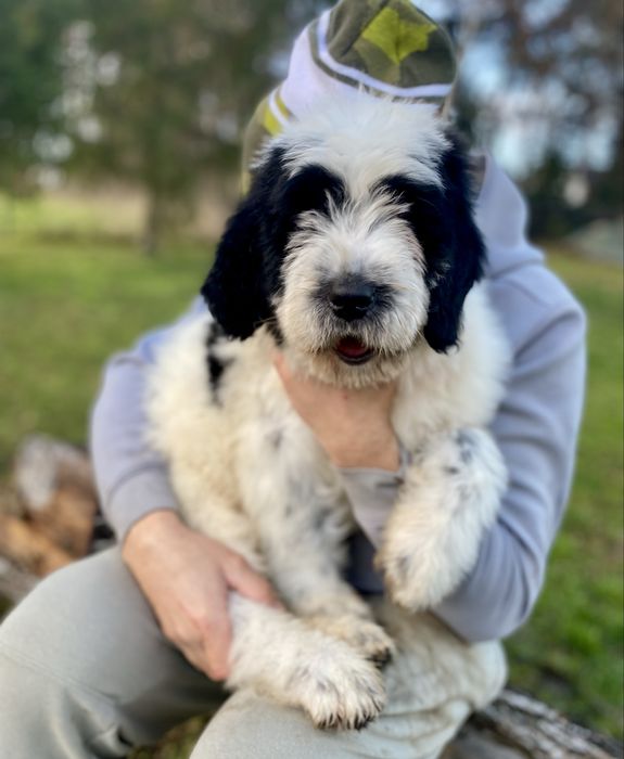 Szczeniak Owczarek Rumuński Mioritic. Hodowla FCI - Felix Pastor.