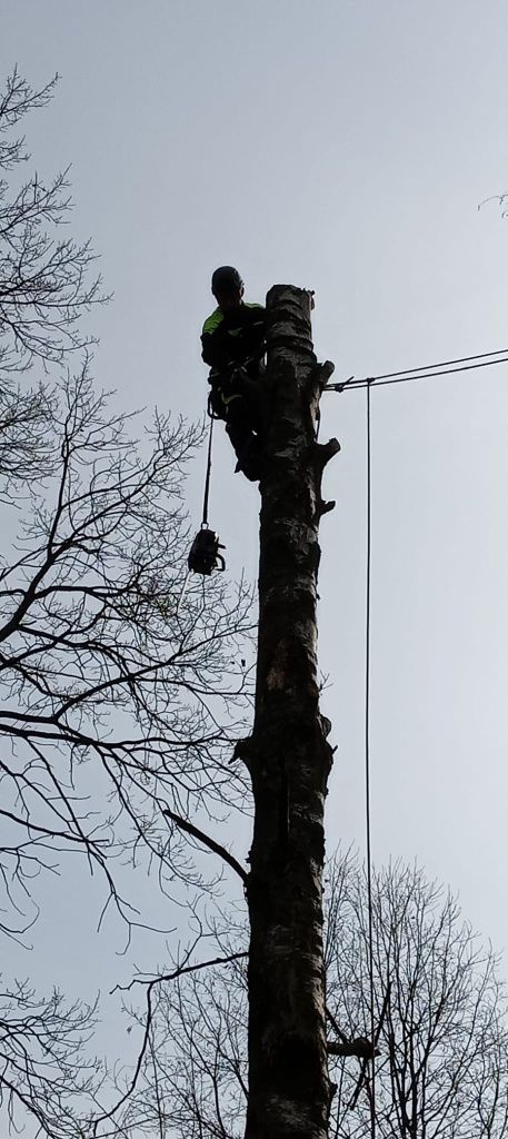 Arborystyka Wycinka Pielegnacja Drzew