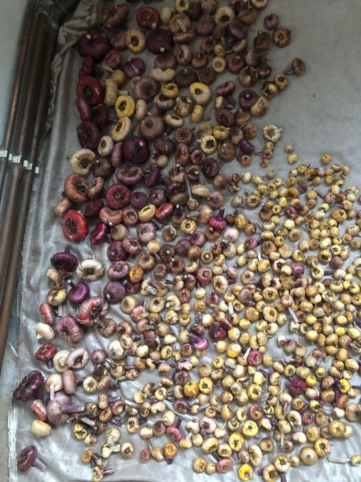 Лук египетский, многоярусный 200грн/кг, гладиолус, бамия, люффа, вигна