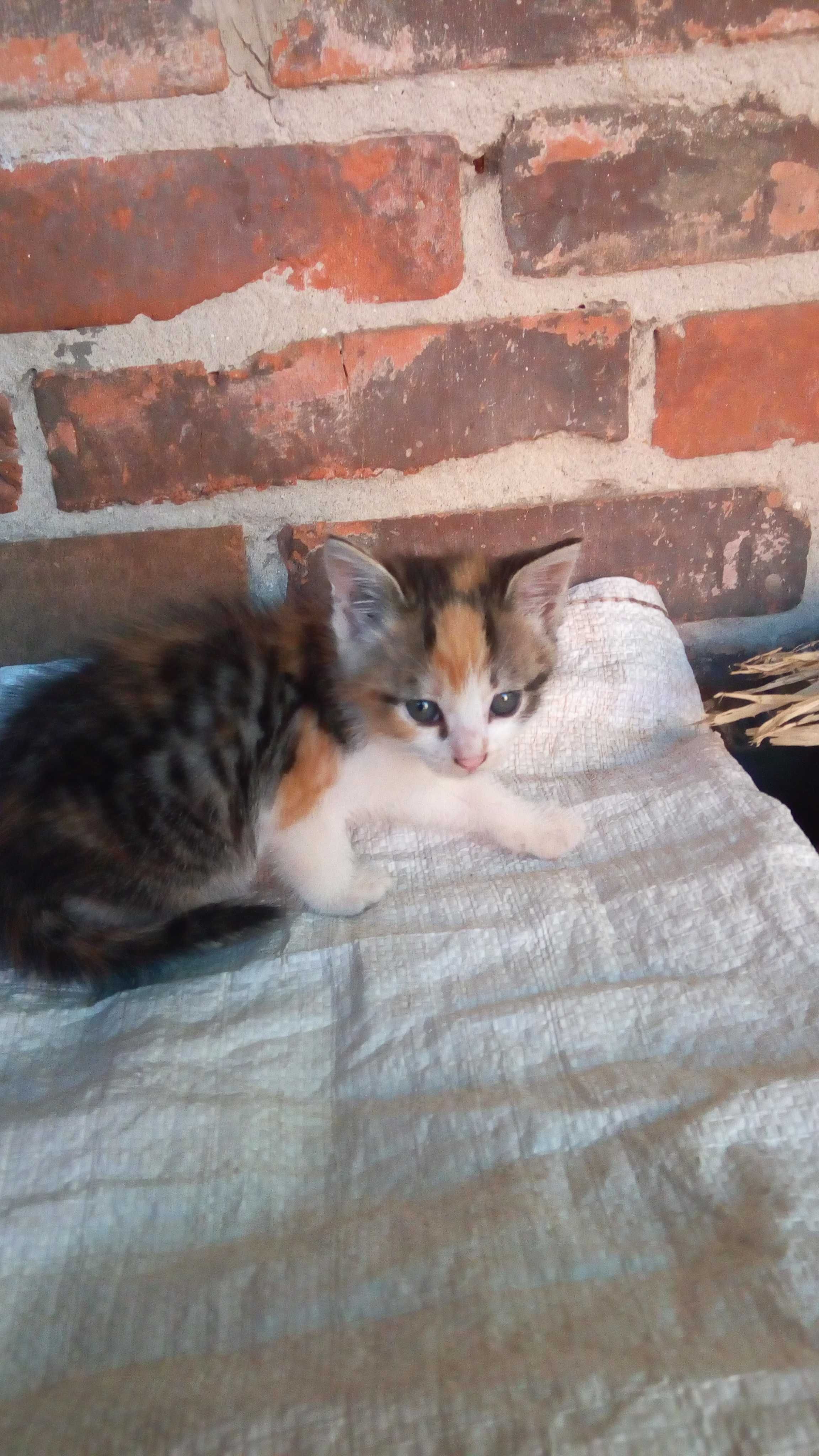 КОТИНЯ, в Добрі Руки.