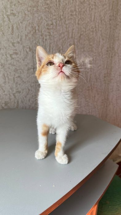 Отдам _ кошки_ коты_ стеша