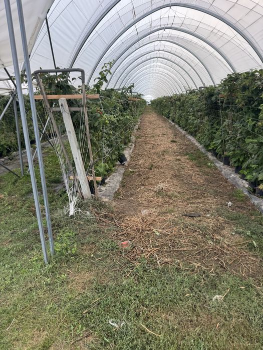 Maliny w doniczkach 7.5l korzeń/long cane